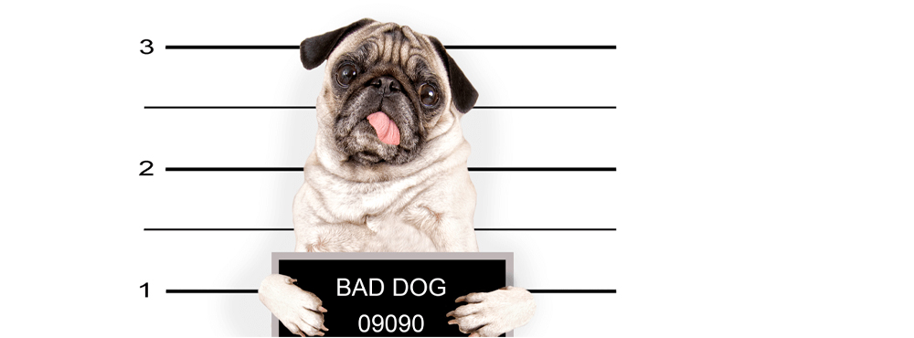 Media Customer Showcase: Mugshot Databases